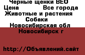 Черные щенки ВЕО › Цена ­ 5 000 - Все города Животные и растения » Собаки   . Новосибирская обл.,Новосибирск г.